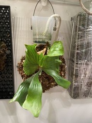 三角x象耳 鹿角蕨 Platycerium 海王星 (P. Neptune) - 三角鹿角蕨（P. stemaria）與 象耳鹿角蕨（P. elephantotis）