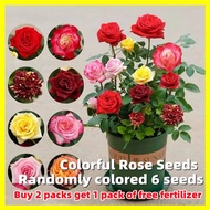 Colorful Rose Seeds - 6 Seeds Rose Flower Seeds for Planting Assorted Flowering Plants Seeds Easy To