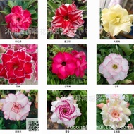 Desert Rose Seeds Mixed Potted Plants Flower Seeds Easy-to-Plant Living Indoor Balcony Potted Decora