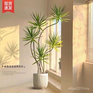 Dragon Blood Tree Potted Plant Green Plant Indoor Large Living Room Large Bonsai Multi-Headed Dragon