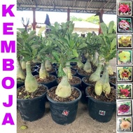 ADENIUM PLANT THAILAND MULTI LAYER POKOK KEMBOJA READY STOCK MALAYSIA