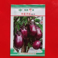⑧比綠霸早冠茄子種子 種籽1000粒裝早熟紫紅燈籠茄種籽產量高優質tbgz