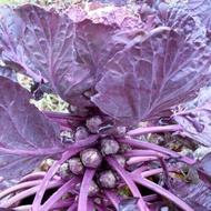 organic Red Ball Brussel Sprout Seeds (Brassica Oleracea var. Gemmifera)
