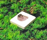 超七水晶 //原石原礦 // 招財 智慧 療癒 財運 事業 //快速出貨