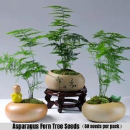 [Fast Growing] 50pcs Asparagus Fern Tree Seeds 文竹种子 Asparagus Fern Plant Seed Clouds Bamboo Seeds Ev