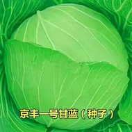 Jingfeng No. 1 Kale Seeds Lotus White Cabbage Seeds Green Kale Seeds Four Seasons Sowing Vegetable S