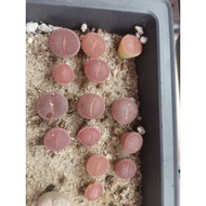 Lithops mixed colour 混色生石花 1.0-1.3