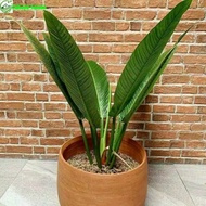 Tanaman hias philodendron lynette philo linet tanaman indoor