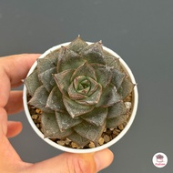 Echeveria Purpusorum ไม้อวบน้ำ กุหลาบหิน Cactus&amp;Succulent