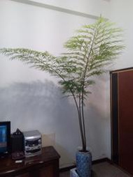 德保蘇鐵  稀少珍貴的老欉德保蘇鐵