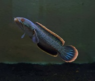 Limbata rim super tebal menyala size 10/15cm