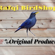 BURUNG CIUNG BATU JANTAN