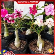 Anak Pokok Bunga Bongsai Bongzai Adenium Pokok Cantik