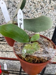 鹿角蕨P.Banna #A 3吋盆-療癒植物-文青植物、蕨類植物、雨林,觀葉