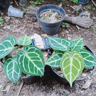 anthurium dorayaki