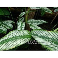 spot seeds【COD】10pcs Rare Calathea Seeds Air Freshening Plants Seeds #SW30 EFFZ