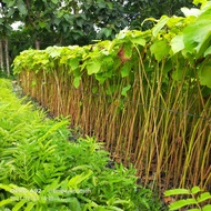 Bibit Tanaman Pohon Balsa Bibit Kayu Balsa
