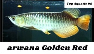 sale Arwana Golden Red 10cm berkualitas