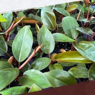 Tanaman Philodendron Red Congo