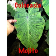 Mojito Colocasia.....