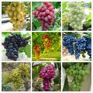 Grape Seed Grape Seed Grape Seed Potted Fruit Indoor Balcony Courtyard Four Seasons Sowing Grape See