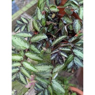 Flower Begonia Watermelon