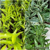 FORTUNE / LUCKY BAMBOO PLANT