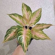 Sindo - Aglaonema Pink Sunset Plant    Illuminate Your Indoor Space with Vibrant Beauty and Tranquil Ambiance