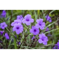 Keratan Pokok Bunga Ruellia Purple