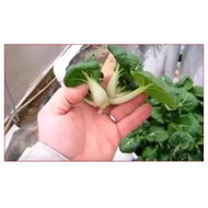 Pak Choi seed  Dwarf