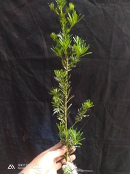 Bibit lohansung daun biru mikro cangkok 30cm