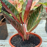 Terjangkau Tanaman Aglonema Red Sumatra - Aglaonema Red Sumatra -