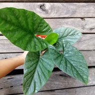 Alocasia Lukiwan/Keladi Hiasan/Ornamental plant/Pokok hiasan hidup/Indoor plant/