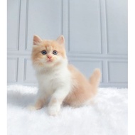 kucing persia Kitten/Himalaya/BSH