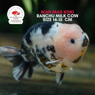 SALE TERLARIS !!! IKAN MAS KOKI RANCHU COW SAPI SIZE 8-9 CM PREMIUM