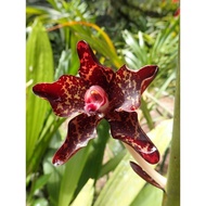 grammatophyllum kinabaluensis(jayon)
