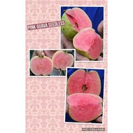 Pokok Seedless Pink Guava