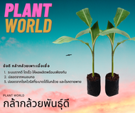 ถูกที่สุด ส่งไว!! กล้ากล้วยเพาะเนื้อเยื่อ น้ำว้าปากช่อง50 พร้อมปลูกลงดิน สูง30ซม. ต้นอวบแข็งแรง พันธ