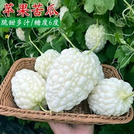 Bitter Gourd Seeds Sweet Fruit White Bitter Gourd Taiwan Bitter Gourd Seeds Vegetable Seeds Four Sea