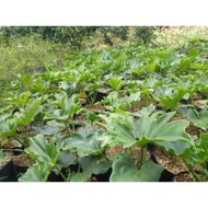 Philo dendron bunga dekorasi