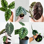 Alocasia Nobilis Big/Jacklyn /Dragon Scale/Azlanii/Silver Dragon/Zebrina/Amazonica /Black Velvet/Reversa