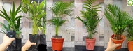 INDOOR PLANT - Red Palm Tree 红葵  / Yellow Palm Tree 散尾葵 / Jawa Palm 爪哇棕榈 / Bamboo Palm  缨络椰子 / Red N