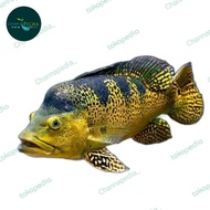 pbass Kelberi Golden Bahia
