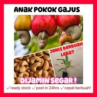 Rina • anak pokok Gajus • dijamin segar hybrid cepat berbuah lebat fruit sapling Malaysia buah live plant gardening