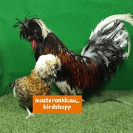 AYAM POLAND JAMBUL KHATULISTIWA SEPASANG MEWAH KODE 1020