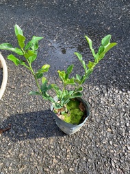 makrut lime plant / Pokok limau purut / 麻风柑树 (tut/baji) bukan biji
