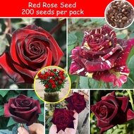 200pcs Red Rose Flowers Seeds for Planting Romantic Flower Plants for Sale Bunga Rose Hidup Benih Pokok Bunga  Seeds