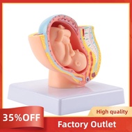 Human Pregnancy Fetal Development 9Th Month Embryonic Pelvic Model Fetus Foetus Pregnancy Anatomy of