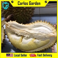 Anak Pokok Durian Asfa50 Cepat Berbuah Pokok Super Premium