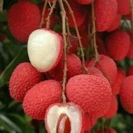 Terlaris BIBIT tanaman LECi MERAH emffuuk CANGKOK siip laah